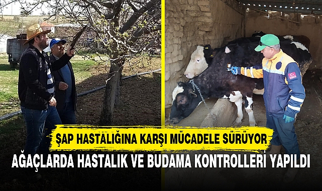 AĞAÇLARDA HASTALIK VE BUDAMA KONTROLLERİ YAPILDI