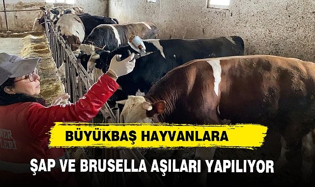 BÜYÜKBAŞ HAYVANLARA ŞAP VE BRUSELLA AŞILARI YAPILIYOR