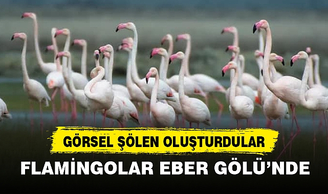 FLAMİNGOLAR EBER GÖLÜ’NDE