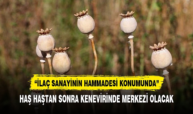 HAŞ HAŞTAN SONRA KENEVİRİNDE MERKEZİ OLACAK