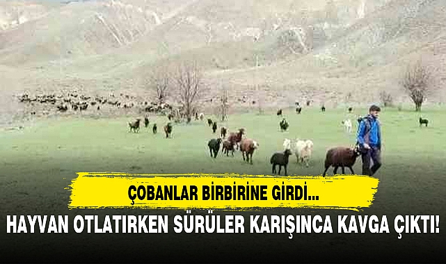 HAYVAN OTLATIRKEN SÜRÜLER KARIŞINCA KAVGA ÇIKTI!