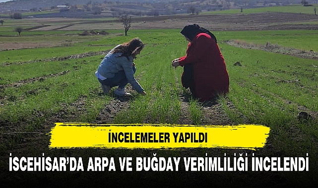 İSCEHİSAR’DA ARPA VE BUĞDAY VERİMLİLİĞİ İNCELENDİ