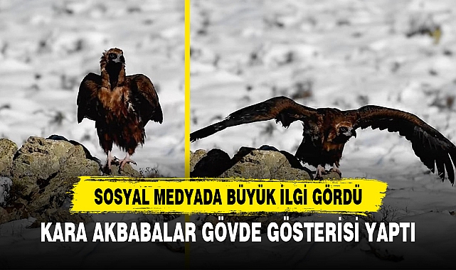 KARA AKBABALAR GÖVDE GÖSTERİSİ YAPTI