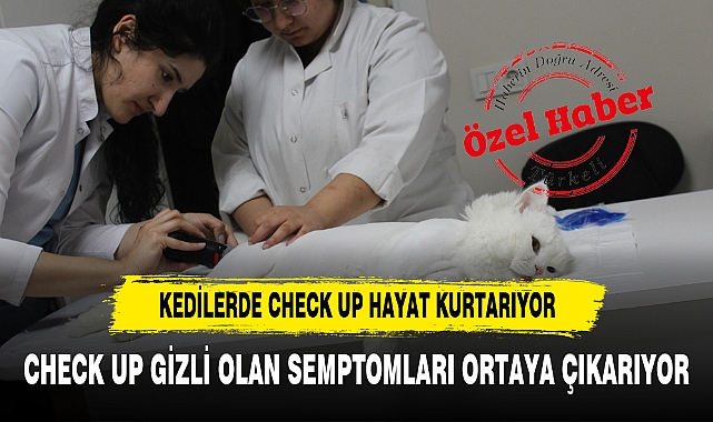 KEDİLERDE CHECK UP HAYAT KURTARIYOR