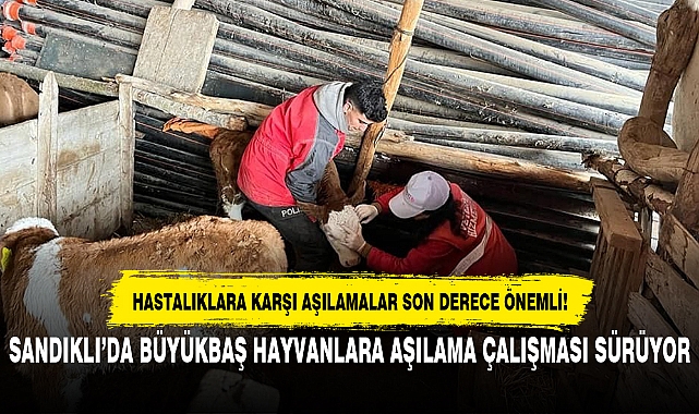 SANDIKLI’DA BÜYÜKBAŞ HAYVANLARA AŞILAMA ÇALIŞMASI SÜRÜYOR
