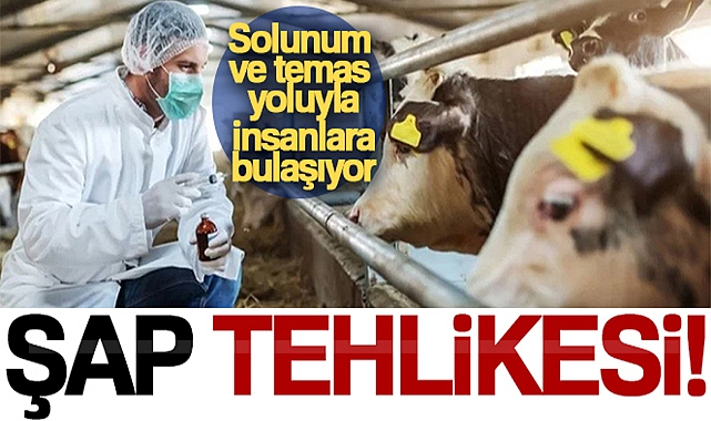 ŞAP HASTALIĞI, SOLUNUM VE TEMAS YOLUYLA İNSANLARA BULAŞIYOR