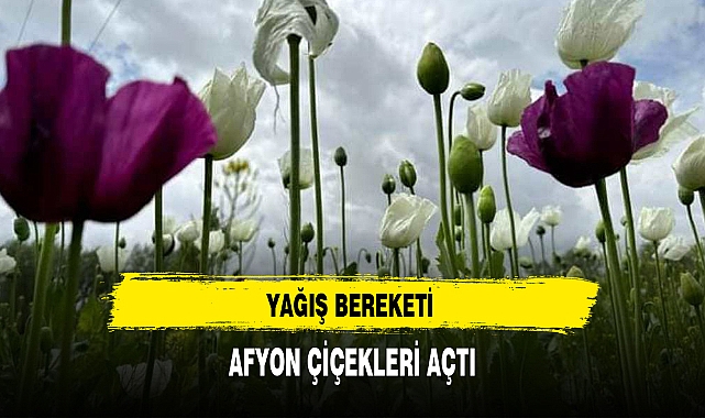 AFYON ÇİÇEKLERİ AÇTI