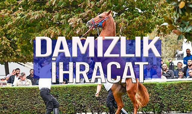 AYGIR SPERMASI İHRACATININ ADRESİ: ‘KATAR’