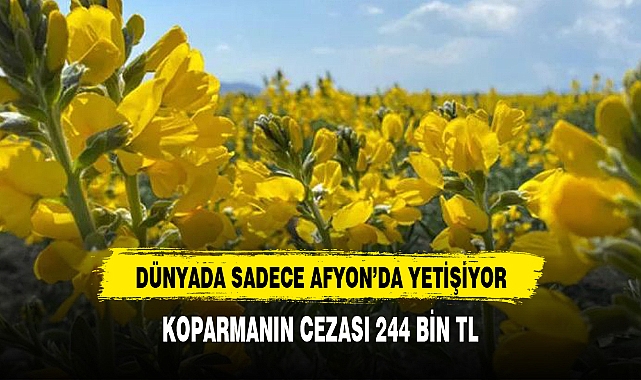 DÜNYADA SADECE AFYON’DA YETİŞİYOR