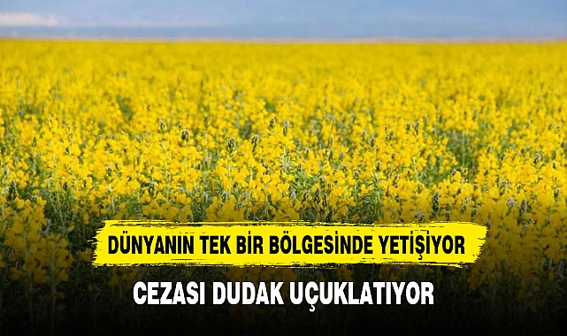 DÜNYANIN TEK BİR BÖLGESİNDE YETİŞİYOR