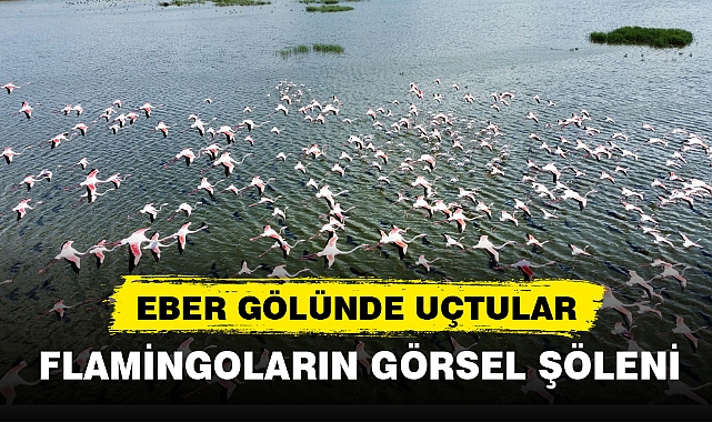 FLAMİNGOLARIN GÖRSEL ŞÖLENİ