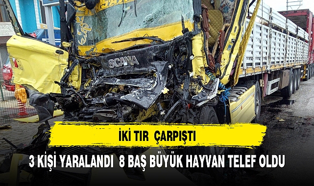 İKİ TIRIN ÇARPIŞTIĞI KAZADA 3 KİŞİ YARALANDI, 8 BÜYÜKBAŞ HAYVAN TELEF OLDU