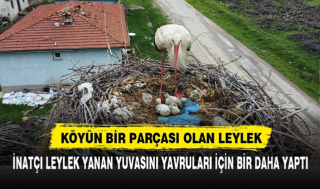 İNATÇI LEYLEK YANAN YUVASINI YAVRULARI İÇİN BİR DAHA YAPTI