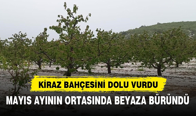 KİRAZ BAHÇESİNİ DOLU VURDU
