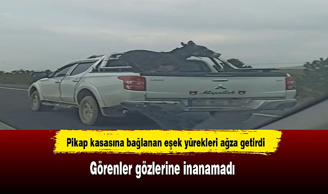Pikap kasasına bağlanan eşek yürekleri ağza getirdi