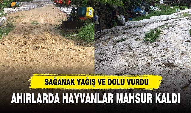 SAĞANAK YAĞIŞ VE DOLU VURDU, AHIRLARDA HAYVANLAR MAHSUR KALDI