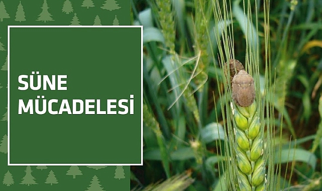 SÜNE MÜCADELESİ SÜRÜYOR