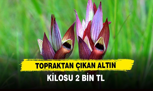 "TOPRAKTAN ÇIKAN ALTIN"