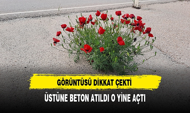 ÜSTÜNE BETON ATILDI O YİNE AÇTI