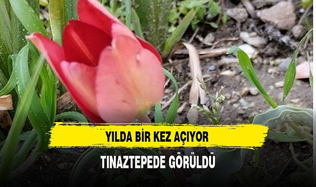 YILDA BİR KEZ AÇIYOR