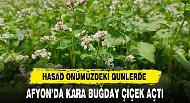 AFYON’DA KARA BUĞDAY ÇİÇEK AÇTI