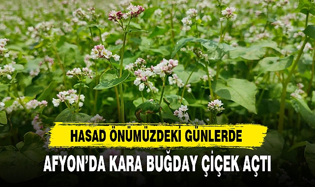 AFYON’DA KARA BUĞDAY ÇİÇEK AÇTI