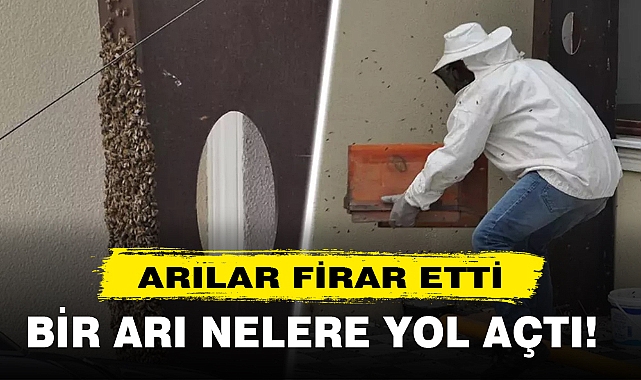 ARILAR FİRAR ETTİ