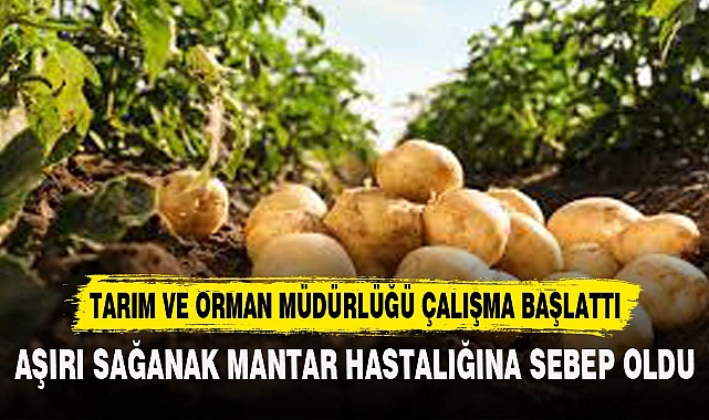 AŞIRI SAĞANAK MANTAR HASTALIĞINA SEBEP OLDU