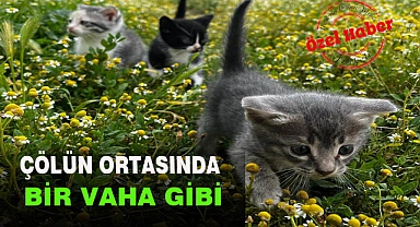 ÇÖLÜN ORTASINDA BİR VAHA GİBİ