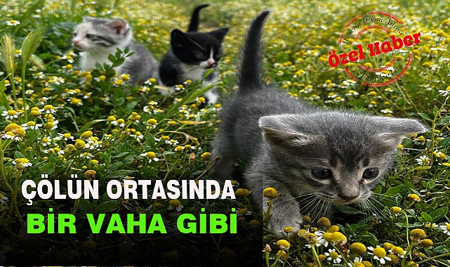 ÇÖLÜN ORTASINDA BİR VAHA GİBİ