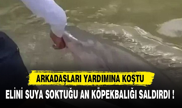 ELİNİ SUYA SOKTUĞU AN KÖPEKBALIĞI SALDIRDI