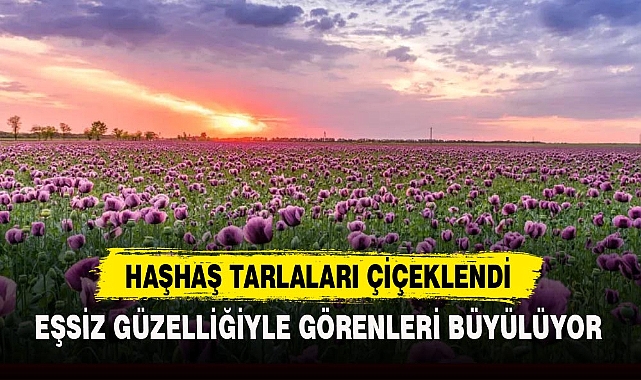 HAŞHAŞ TARLALARI ÇİÇEKLENDİ
