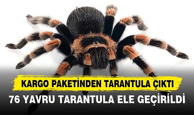 KARGO PAKETİNDEN TARANTULA ÇIKTI