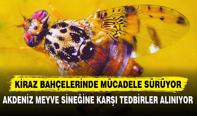 KİRAZ BAHÇELERİNDE MÜCADELE SÜRÜYOR