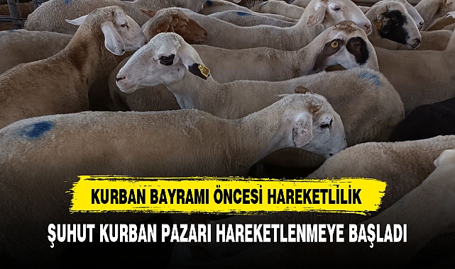 KURBAN BAYRAMI ÖNCESİ ŞUHUT HAYVAN PAZARINDA HAREKETLİLİK BAŞLADI