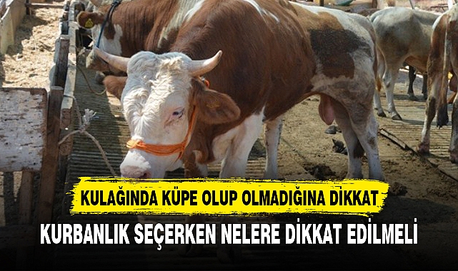 KURBANLIK SEÇERKEN NELERE DİKKAT EDİLMELİ