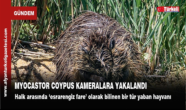 MYOCASTOR COYPUS KAMERALARA YAKALANDI