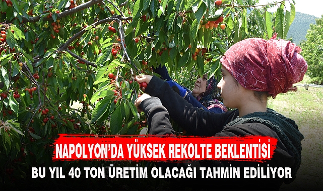 NAPOLYON’DA YÜKSEK REKOLTE BEKLENTİSİ