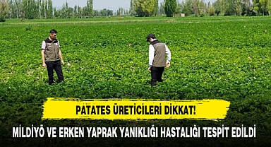 PATATES ÜRETİCİLERİ DİKKAT!