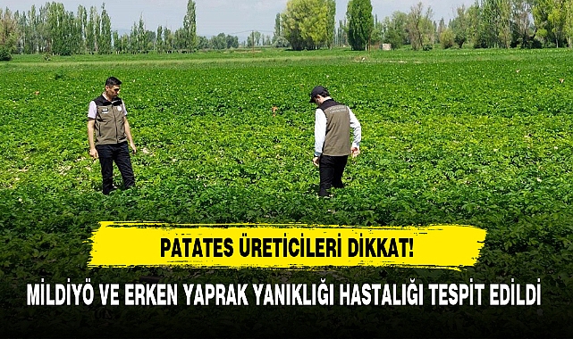 PATATES ÜRETİCİLERİ DİKKAT!