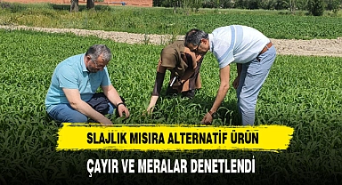 SLAJLIK MISIRA ALTERNATİF BİR ÜRÜN