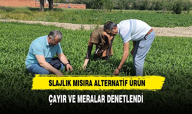 SLAJLIK MISIRA ALTERNATİF BİR ÜRÜN