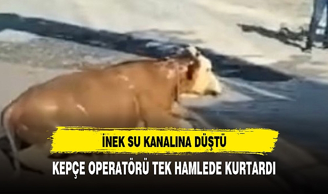 SU KANALINA DÜŞEN İNEĞİ KURTARMA OPERASYONU DÜZENLENDİ