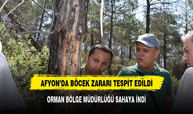 AFYON'DA YAMYAM BÖCEKLER ORMANI İSTİLA ETTİ