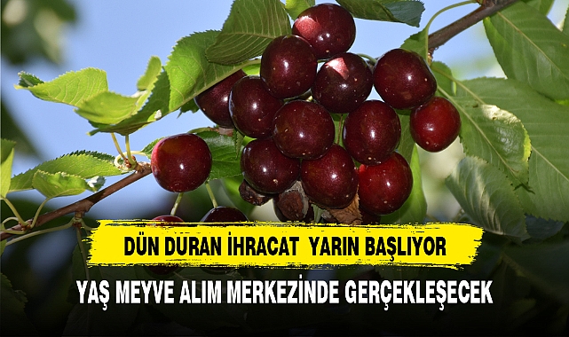 Afyonkarahisar'da fiyat düşüşü nedeniyle dün duran ihracatlık kiraz alımı yarın yeniden başlayacak