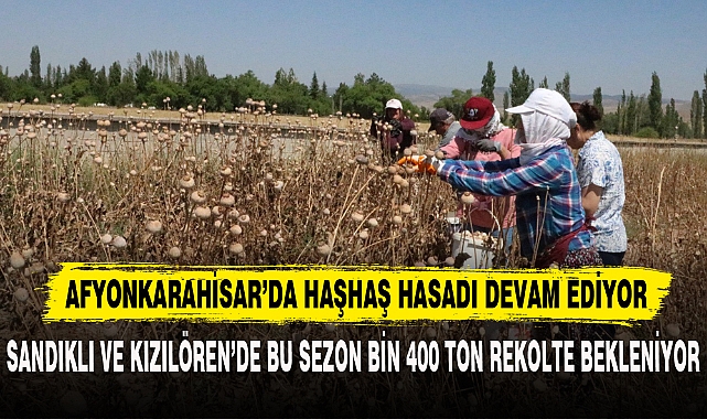 AFYONKARAHİSAR’DA HAŞHAŞ HASADI DEVAM EDİYOR