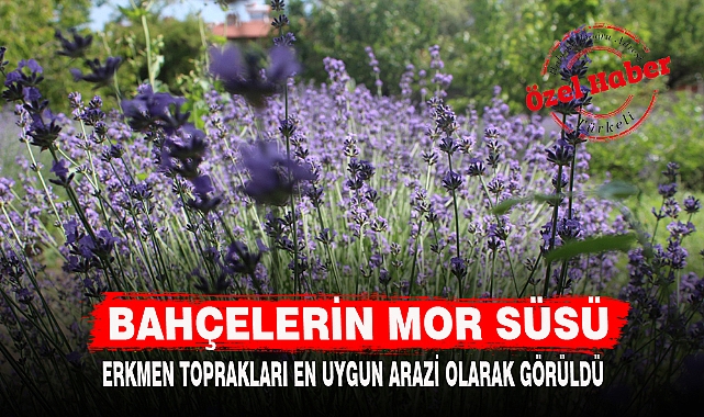 BAHÇELERİN MOR SÜSÜ