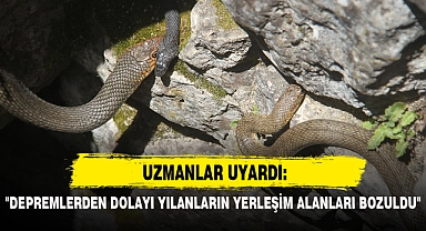 "DEPREMLERDEN DOLAYI YILANLARIN YERLEŞİM ALANLARI BOZULDU"