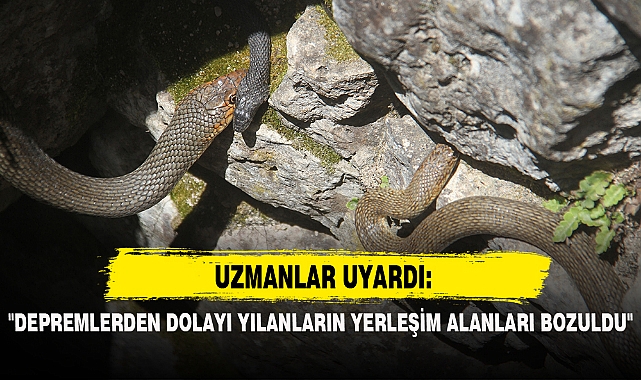 "DEPREMLERDEN DOLAYI YILANLARIN YERLEŞİM ALANLARI BOZULDU"