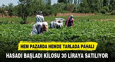 HASADI BAŞLADI, KİLOSU 30 LİRAYA SATILIYOR